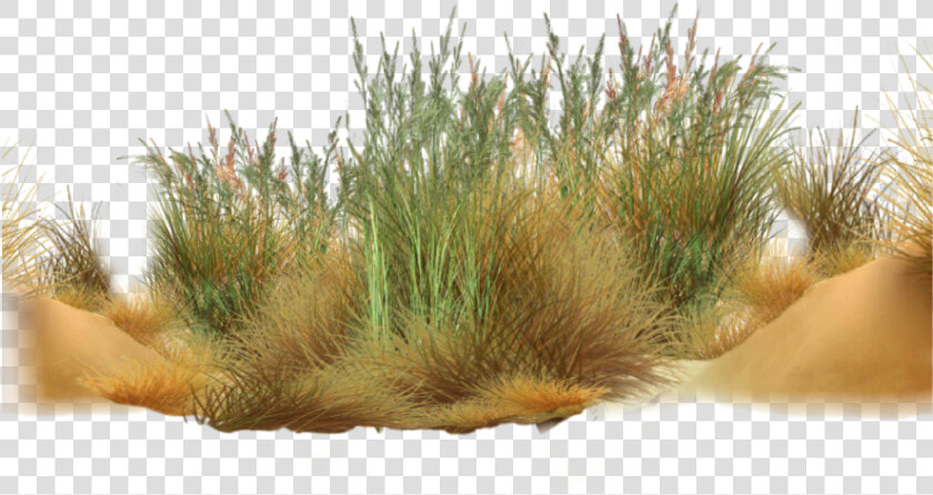  grass   Desert Grass Png  Transparent PngTransparent PNG