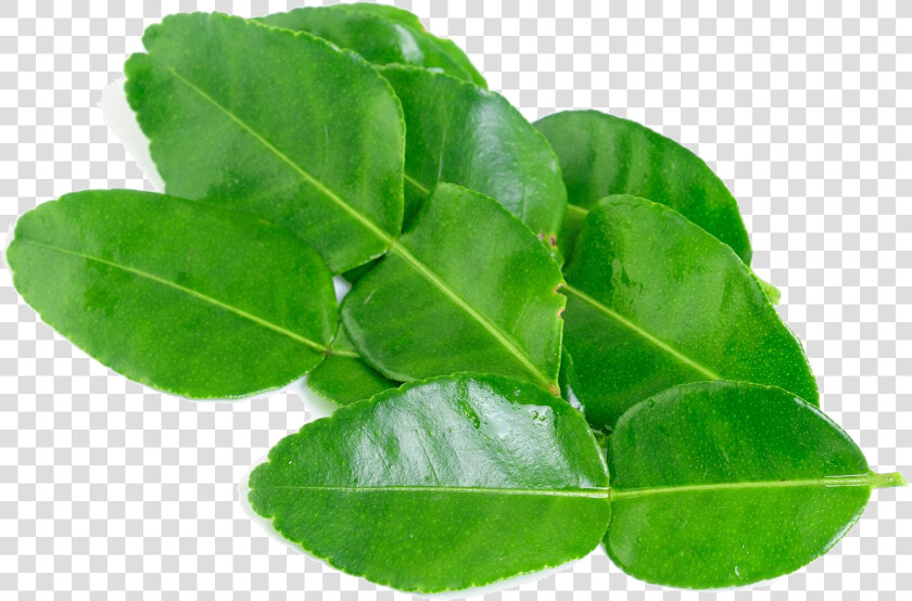 Kaffir Lime Leaves Png Background Image  Transparent PngTransparent PNG