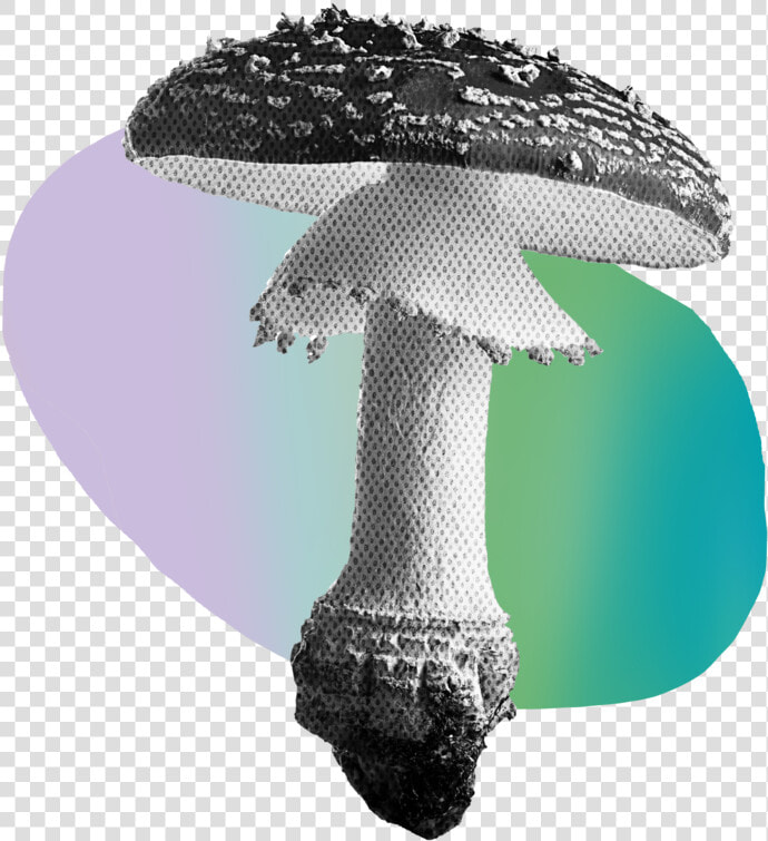 Shroom   Shiitake  HD Png DownloadTransparent PNG