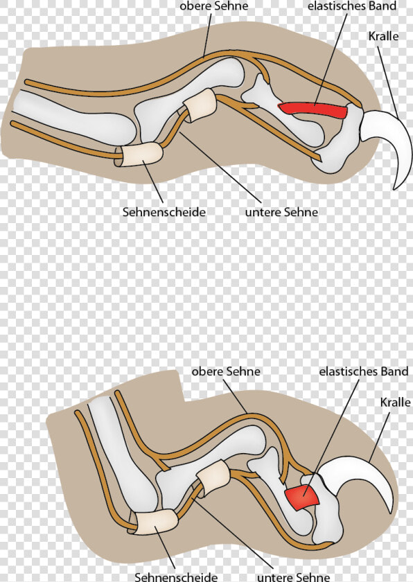 Cat Claw Mechanism   Do Cats Claws Go  HD Png DownloadTransparent PNG