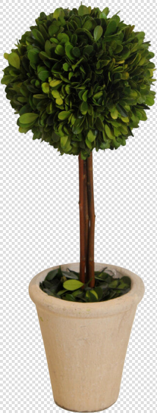 Topiary  Boxwood 16 In   Flowerpot  HD Png DownloadTransparent PNG