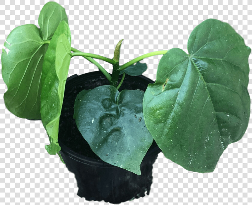 Houseplant  HD Png DownloadTransparent PNG