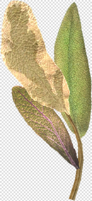 Elf Ears Png   Elven Plants  Transparent PngTransparent PNG