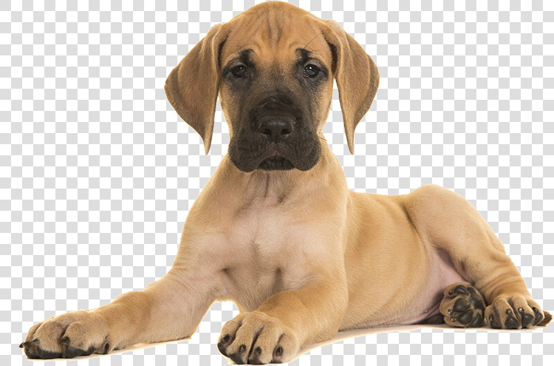 Transparent Puppy Png   Great Dane Puppy  Png DownloadTransparent PNG