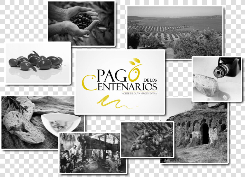 Aceite De Oliva Calidad Pago De Los Centenarios   Collage  HD Png DownloadTransparent PNG