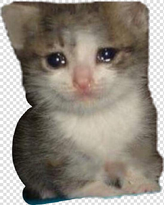  meme  crying  kitty  cat  cute  dank  freetoedit   Crying Cat Meme Transparent  HD Png DownloadTransparent PNG