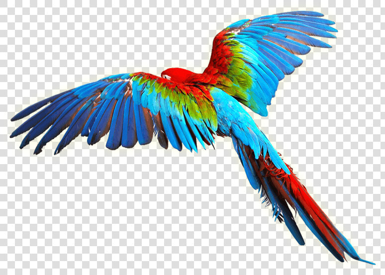 Bird Scarlet Macaw Clip Art Colorful Wings   Flying Color Birds Png  Transparent PngTransparent PNG