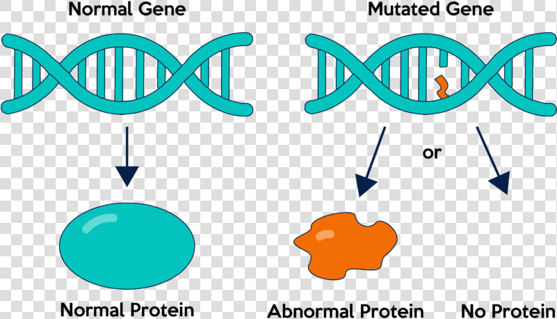 Gene Mutation Clipart  HD Png DownloadTransparent PNG