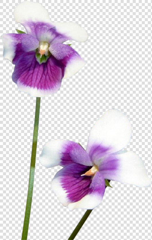  violets  purple  flowers  flower  freetoedit   Flower  HD Png DownloadTransparent PNG