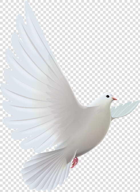  mq  white  dove  bird  birds   Dove Picsart Bird Hd  HD Png DownloadTransparent PNG