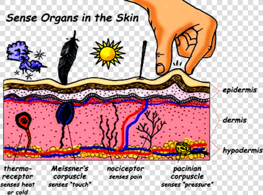 Transparent Nervous System Clipart  HD Png DownloadTransparent PNG