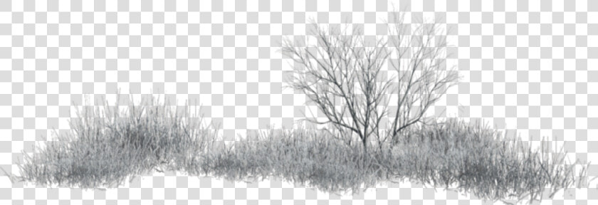  grass  winter  wintergrass  terrieasterly   Grass  HD Png DownloadTransparent PNG