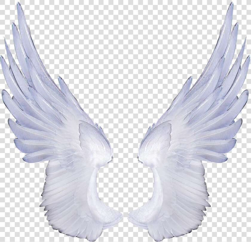 Free Angel Wings Transparent Background   Angel Transparent Background Wing Png  Png DownloadTransparent PNG