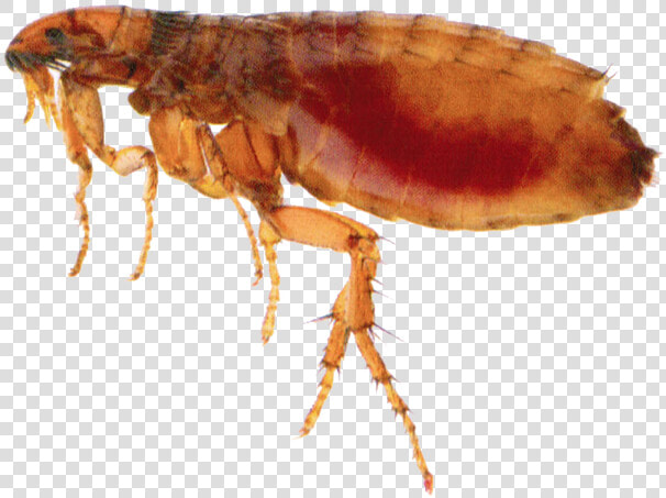 Flea Png   Insect Flea  Transparent PngTransparent PNG