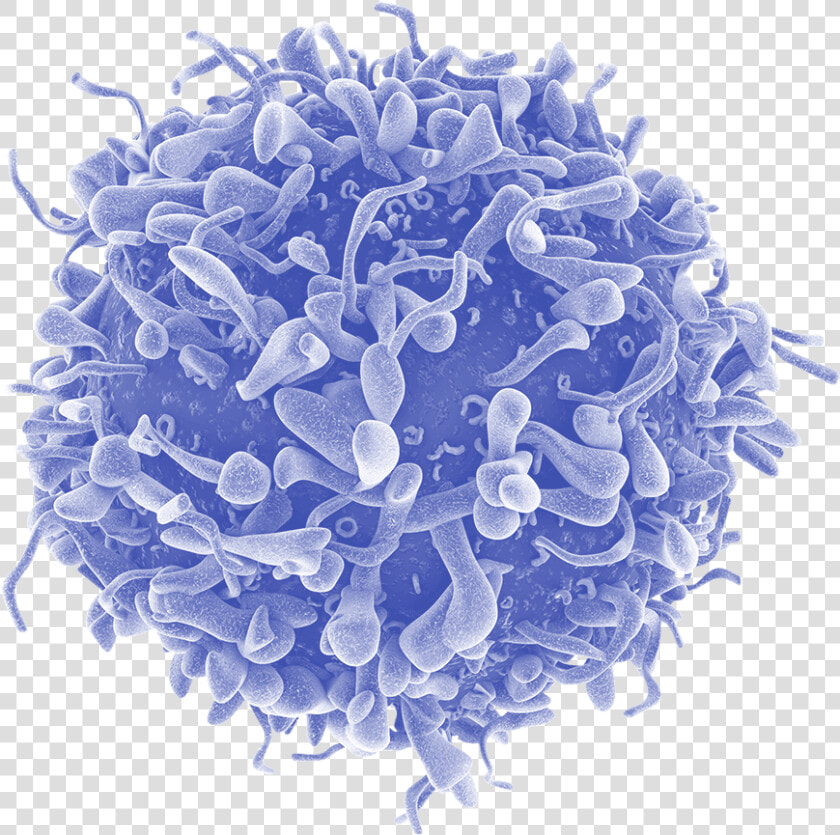 T rxtm Tcr   T Cell Transparent  HD Png DownloadTransparent PNG