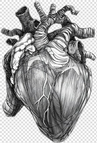  heart  love  realistic  freetoedit   Anatomical Heart Of Stone  HD Png DownloadTransparent PNG