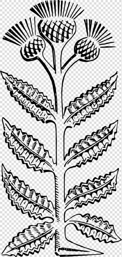 Thistle  HD Png DownloadTransparent PNG