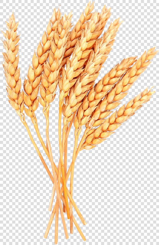 Wheat Png Image   Sheaf Of Wheat Png  Transparent PngTransparent PNG