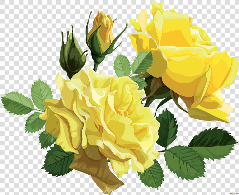  mq  yellow  roses  rose  flower   Yellow Roses Png  Transparent PngTransparent PNG