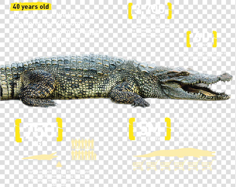 Croc Details  HD Png DownloadTransparent PNG