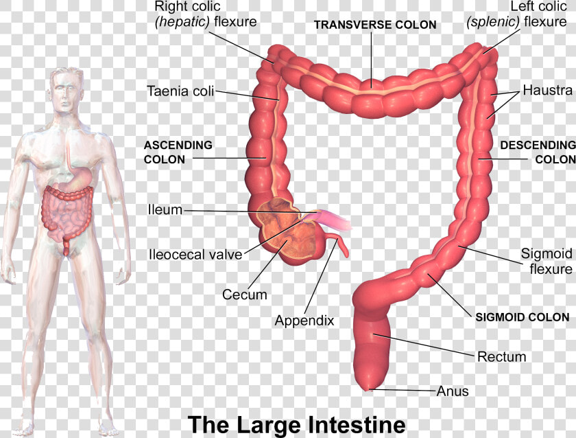 Symptoms Of Inflammation   Structure Of Large Intestine  HD Png DownloadTransparent PNG