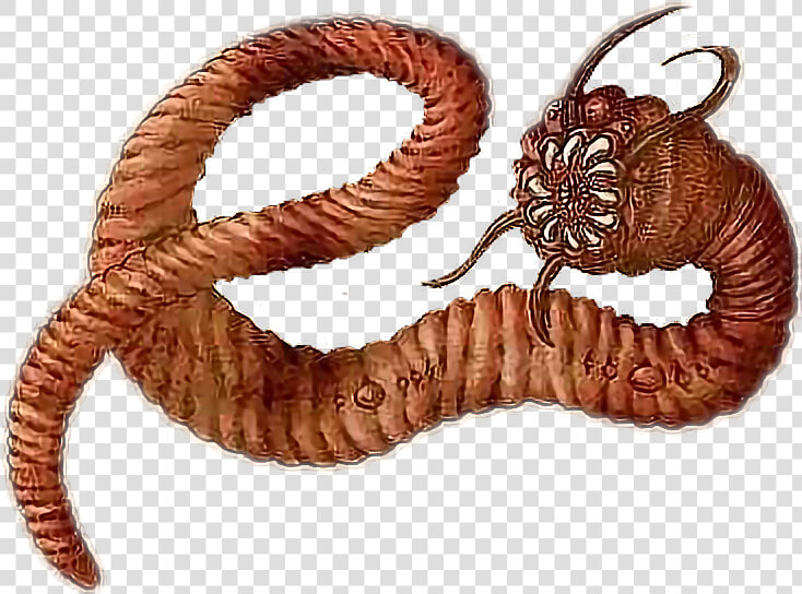 Transparent Earthworm Clipart   Mongolian Death Worm  HD Png DownloadTransparent PNG