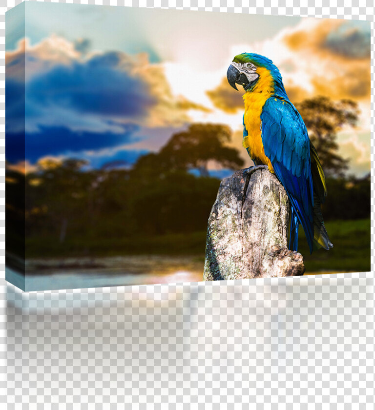 Parrots  HD Png DownloadTransparent PNG