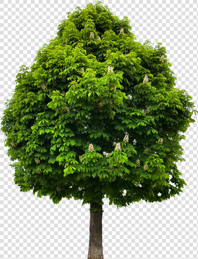 Transparent Tree   Save Green Stay Clean West Bengal  HD Png DownloadTransparent PNG