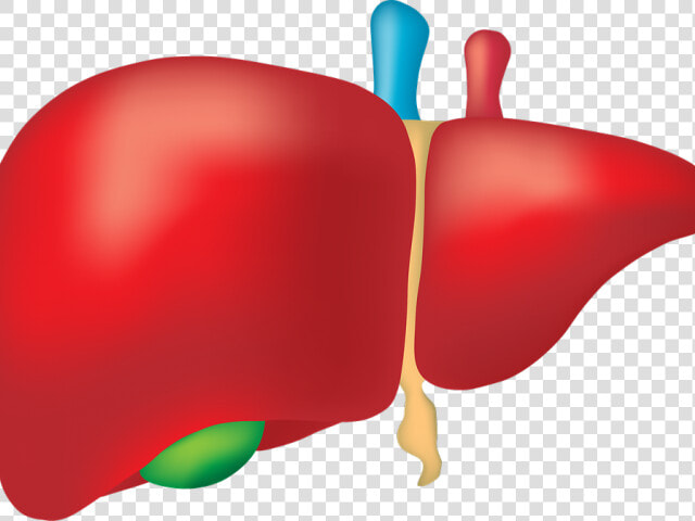 Transparent Small Intestine Clipart   World Hepatitis Day Theme 2018  HD Png DownloadTransparent PNG