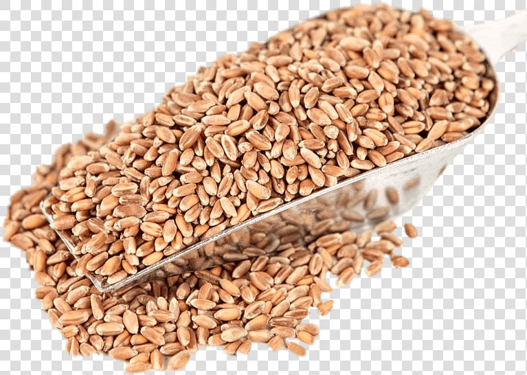 Red Wheat   Whole Wheat Grain 1kg  HD Png DownloadTransparent PNG