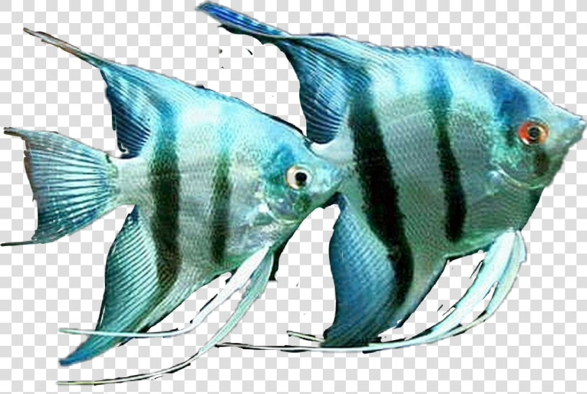  fish  angelfish   Saltwater Zebra Angelfish  HD Png DownloadTransparent PNG