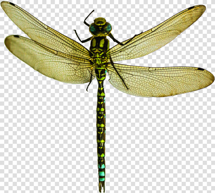 Dragonfly Png Transparent Image   Dragonfly Png  Png DownloadTransparent PNG