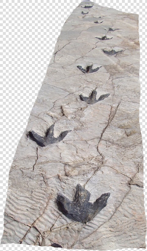 Reproduction Of Dinosaur Footprints In Science Museum   Dinosaur Footprint In Snow  HD Png DownloadTransparent PNG