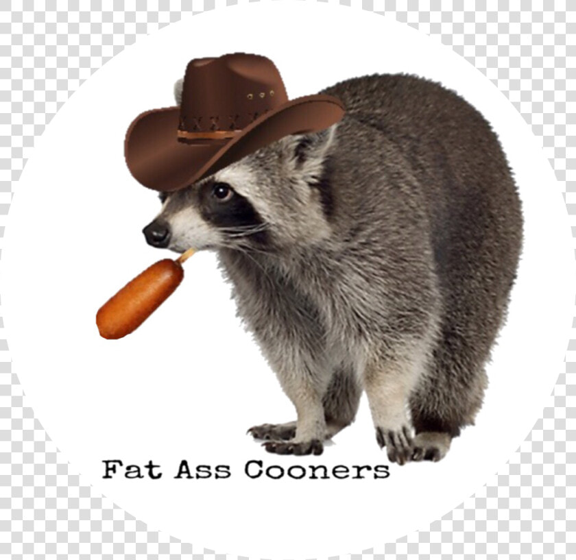 Raccoon Ass Png   Fat Ass Raccoon  Transparent PngTransparent PNG