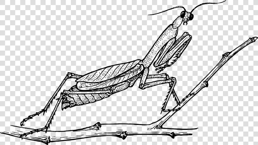 Praying Mantis Black And White  HD Png DownloadTransparent PNG