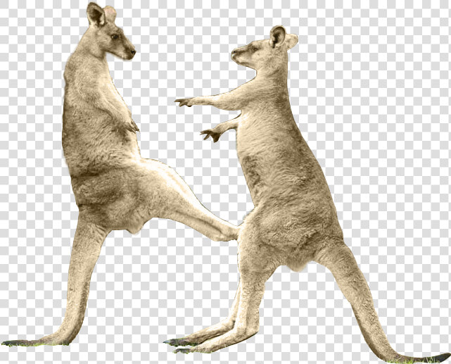 Kangaroo Kick Png   Png Download   Kangaroo Transparent Background  Png DownloadTransparent PNG