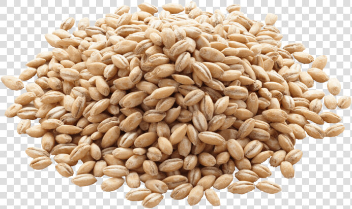 Barley Png Image   Grain Barley Png  Transparent PngTransparent PNG