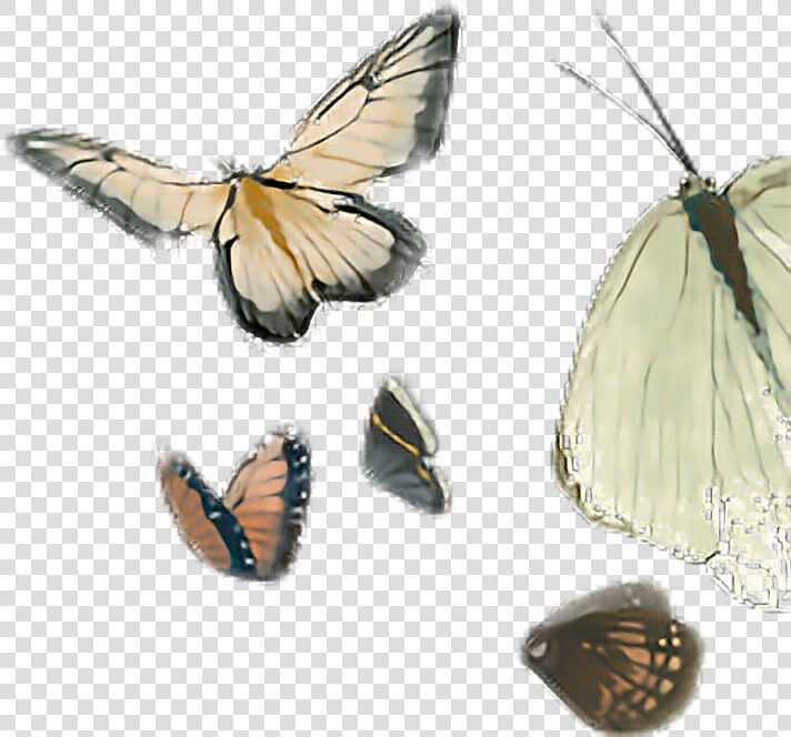  batterfly  clipart  by Naisucat   Aporia  HD Png DownloadTransparent PNG