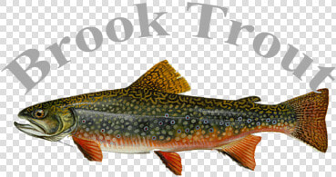 Brook Trout  HD Png DownloadTransparent PNG