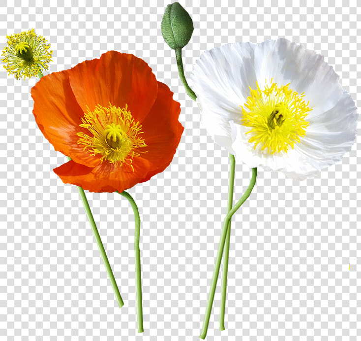 Poppies  Iceland  Stems   Icelandic Poppy Png  Transparent PngTransparent PNG