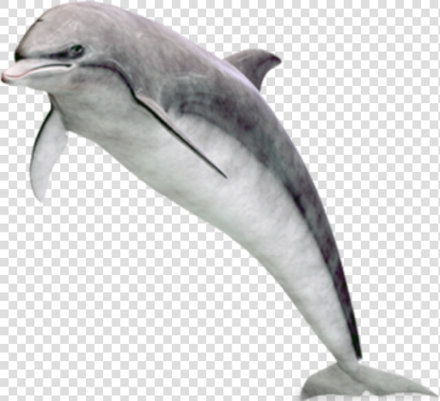 Dolphin Jumping Png Image Free   Dolphin  Transparent PngTransparent PNG