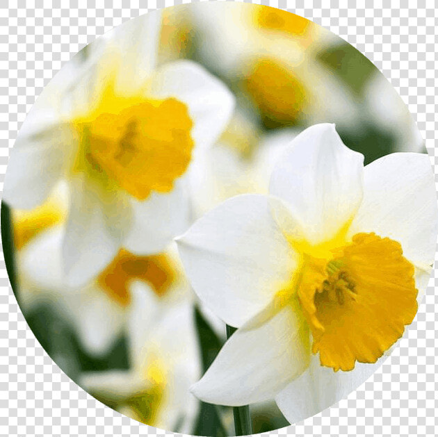 December   Narcissus   Daffodil   Daffodil  HD Png DownloadTransparent PNG