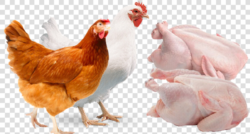 Poultry Transparent Background Png Image Broiler Png  Png DownloadTransparent PNG