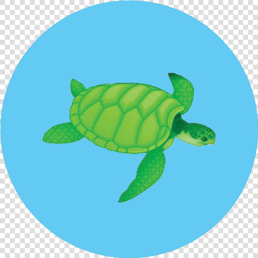 Sea Turtle Icon   Green Sea Turtle  HD Png DownloadTransparent PNG