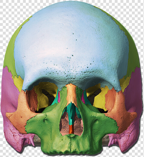 Orbit Of Skull Unlabeled  HD Png DownloadTransparent PNG