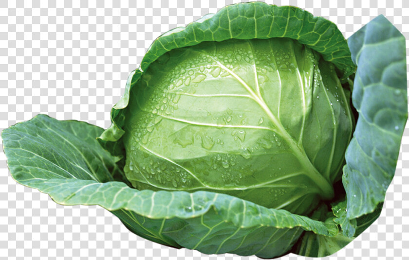 Green Cabbage Png Download   Cabbage Png  Transparent PngTransparent PNG