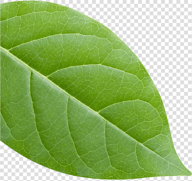 American Aspen   Png Download   American Aspen  Transparent PngTransparent PNG