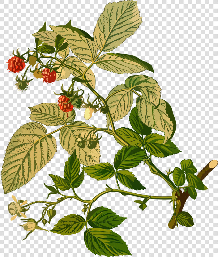 Clip Art Collection Of Free Raspberry   Parts Of Raspberry Plant  HD Png DownloadTransparent PNG