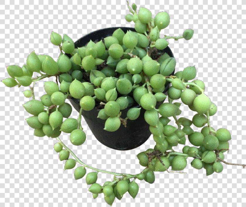 Transparent String Of Pearls Png   Seedless Fruit  Png DownloadTransparent PNG