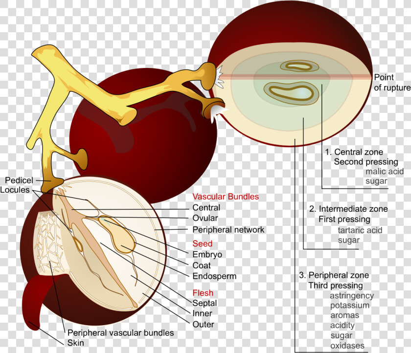 Wine Grape Diagram En   Anatomy Of A Grape  HD Png DownloadTransparent PNG